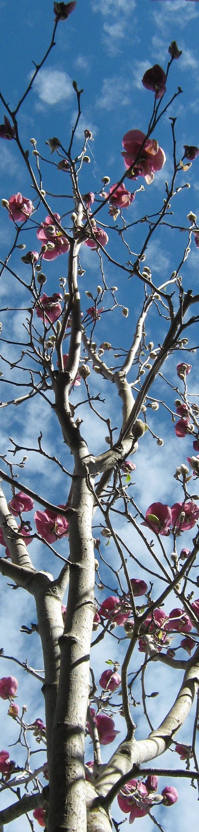 magnolia tree