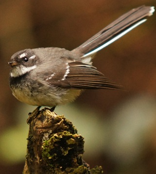 brown wren