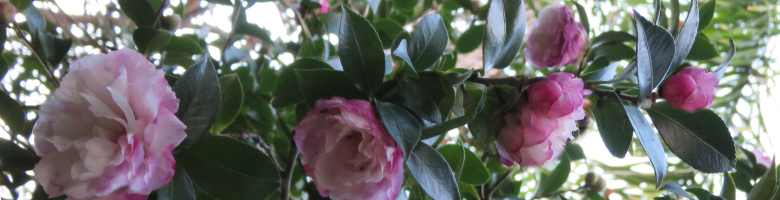 camellia branch