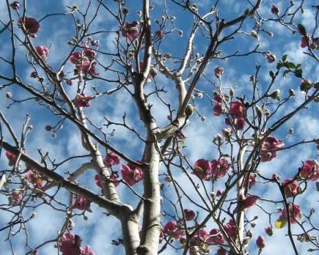 magnolia bush