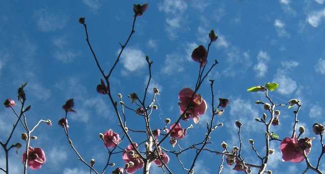 magnolia against the sky