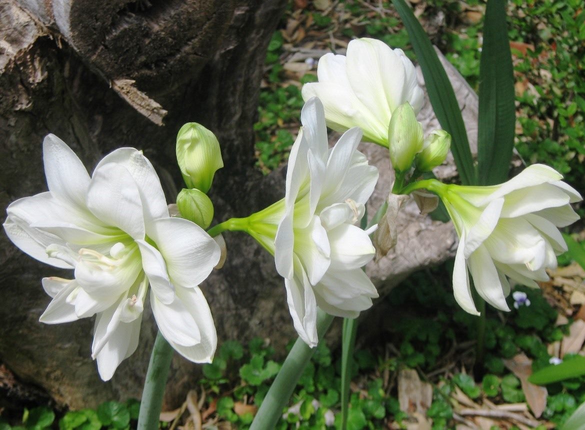 White hippeastrums, Boambee East