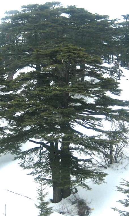 cedar in Lebanon