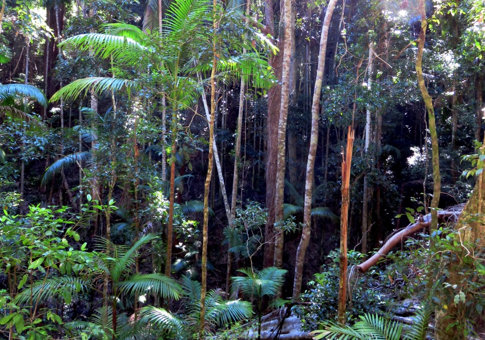 Palm trees, Fraser Island, QLD