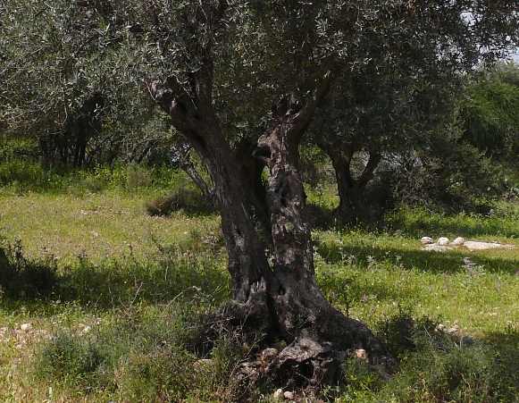 olive tree growing in Israel