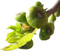 fig tree with fruit