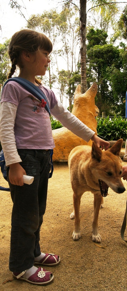 dingo with child