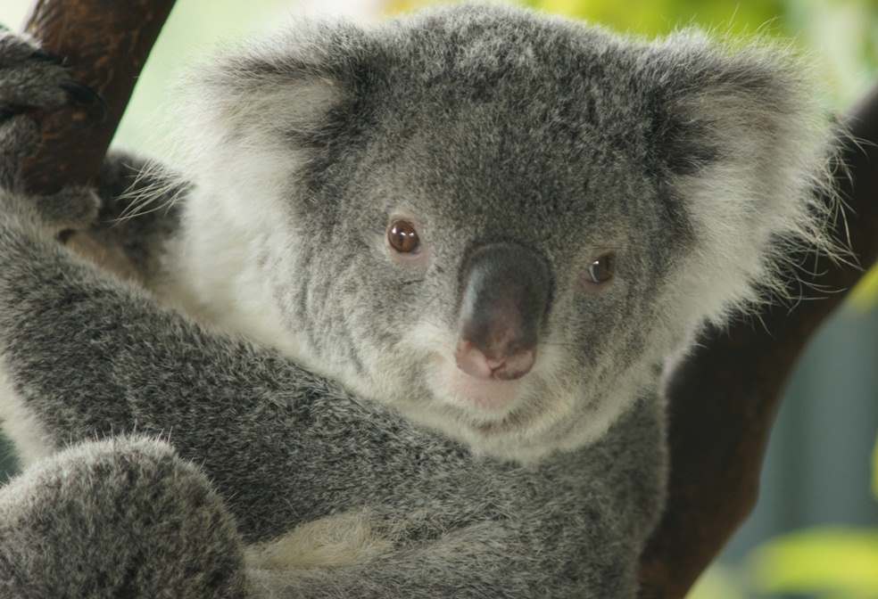 koala