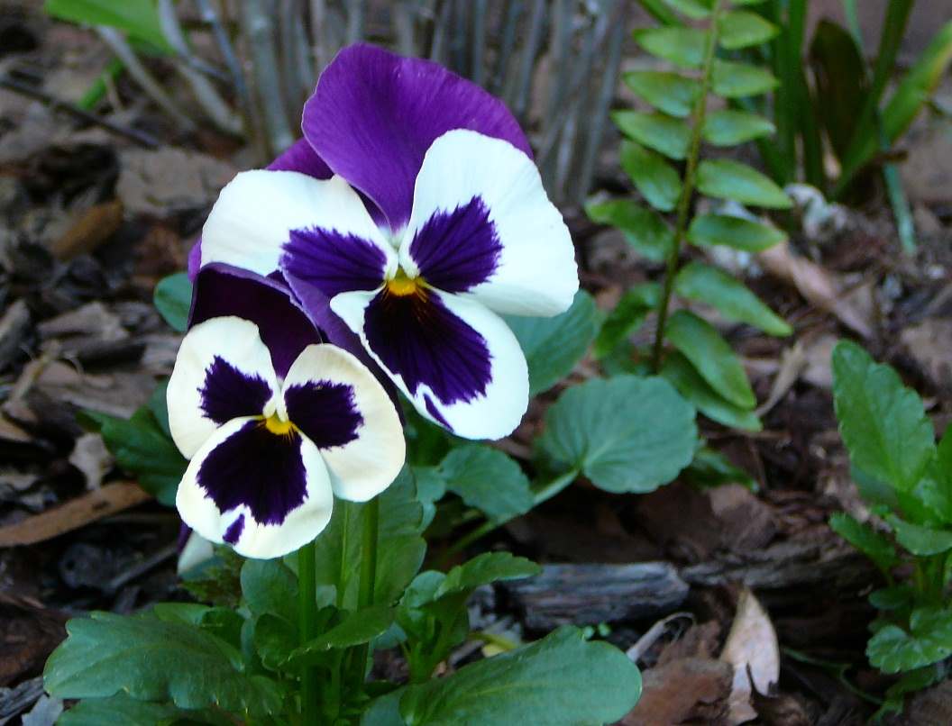 pansy