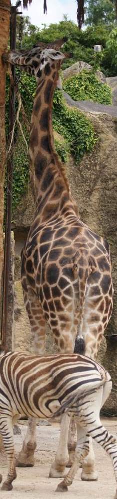 giraffe