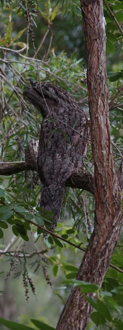 tawny frogmouth