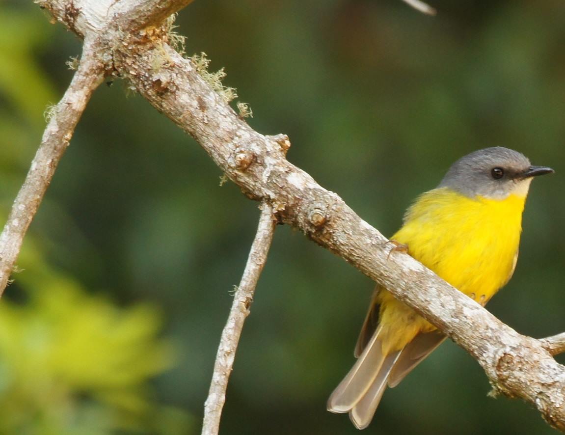 Yellow robin, Dorrigo NSW