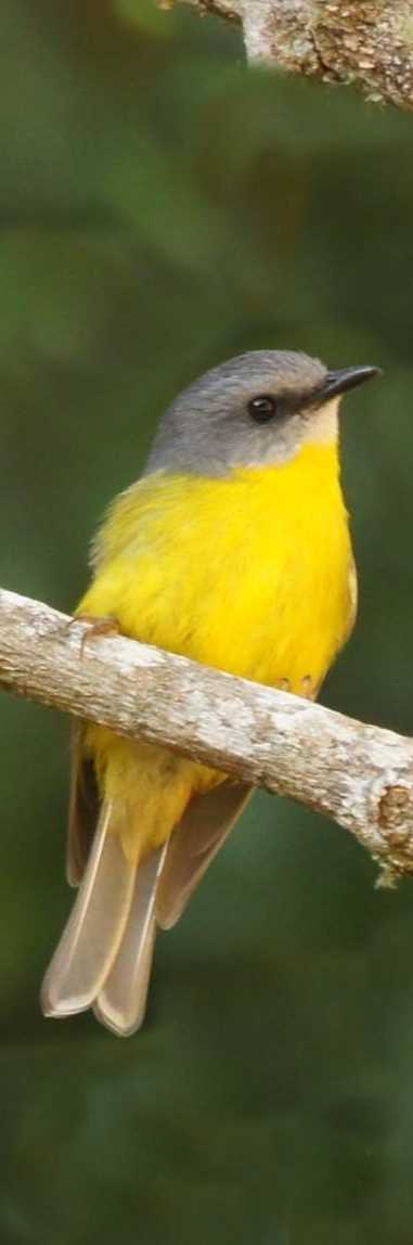 yellow robin