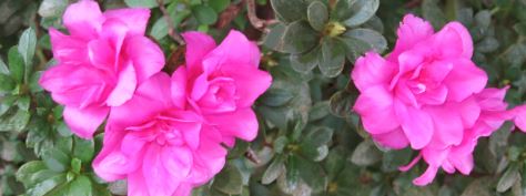 Azalea flowers