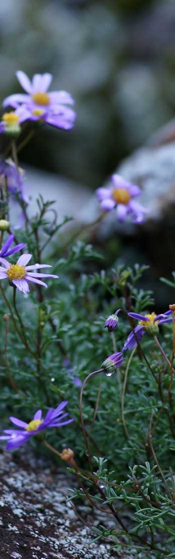 daisy flower