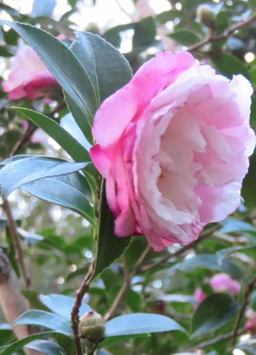 Camellia flower