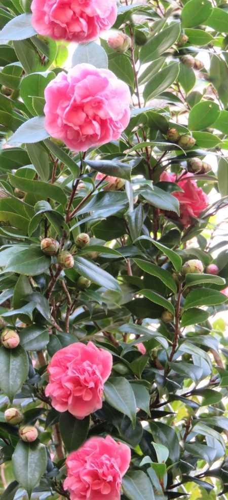 camellia bush