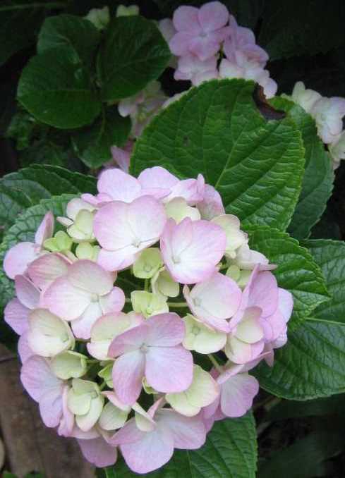 pink hydrangea