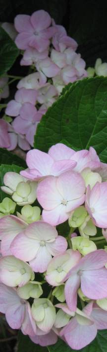 hydrangea plant