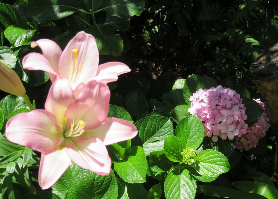 Lily and hydrangea