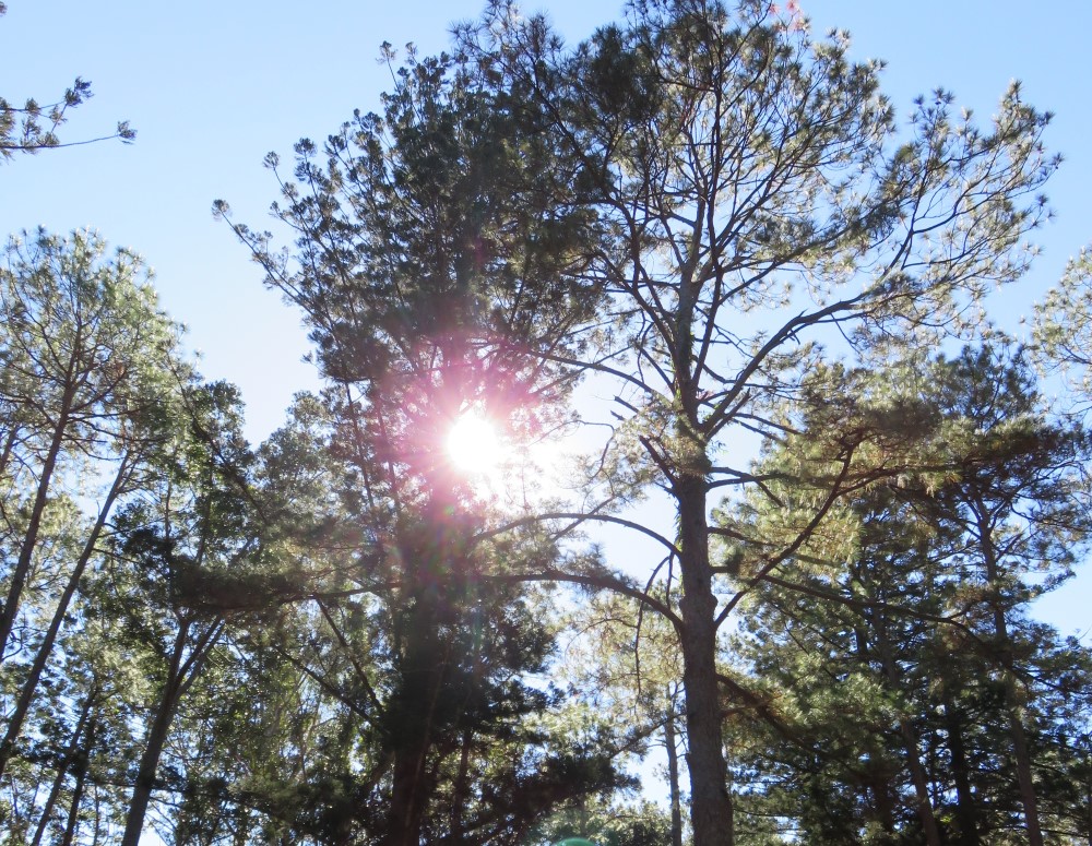 Pine tree , Kgari, QLD