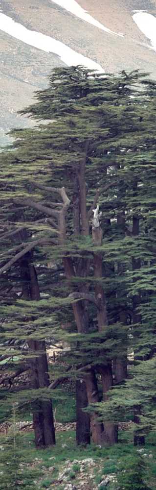 cedar of Lebanon