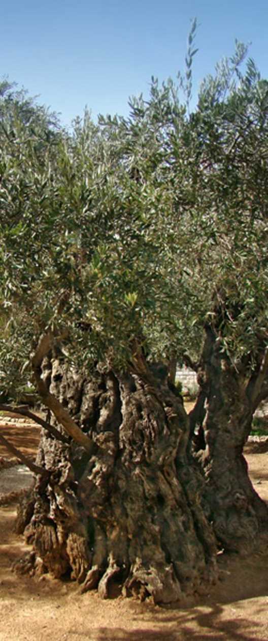 olive tree in Garden of Gethsemane